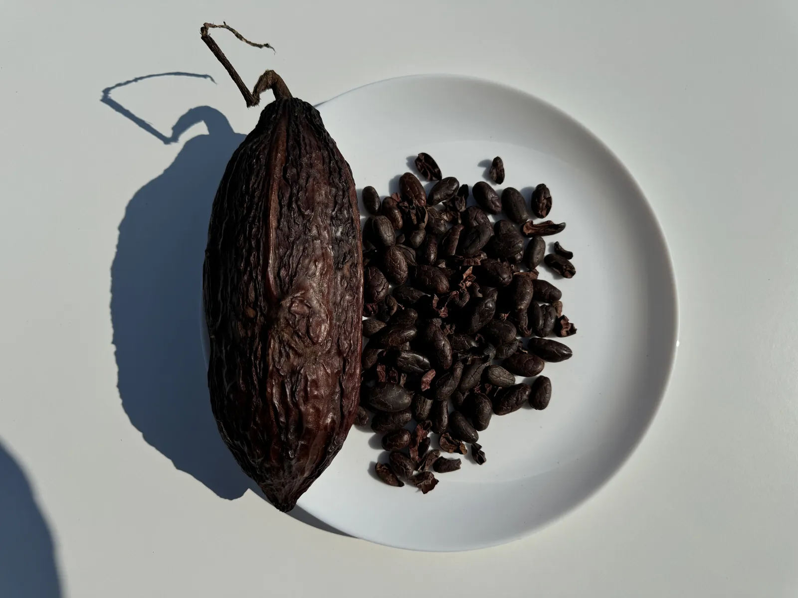 Cacao tree fruit next to beans